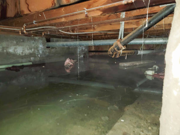 Best Basement water damage restoration  in Newberry, SC