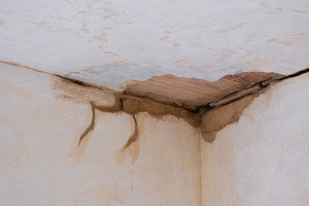 Best Mold removal after water damage  in Newberry, SC